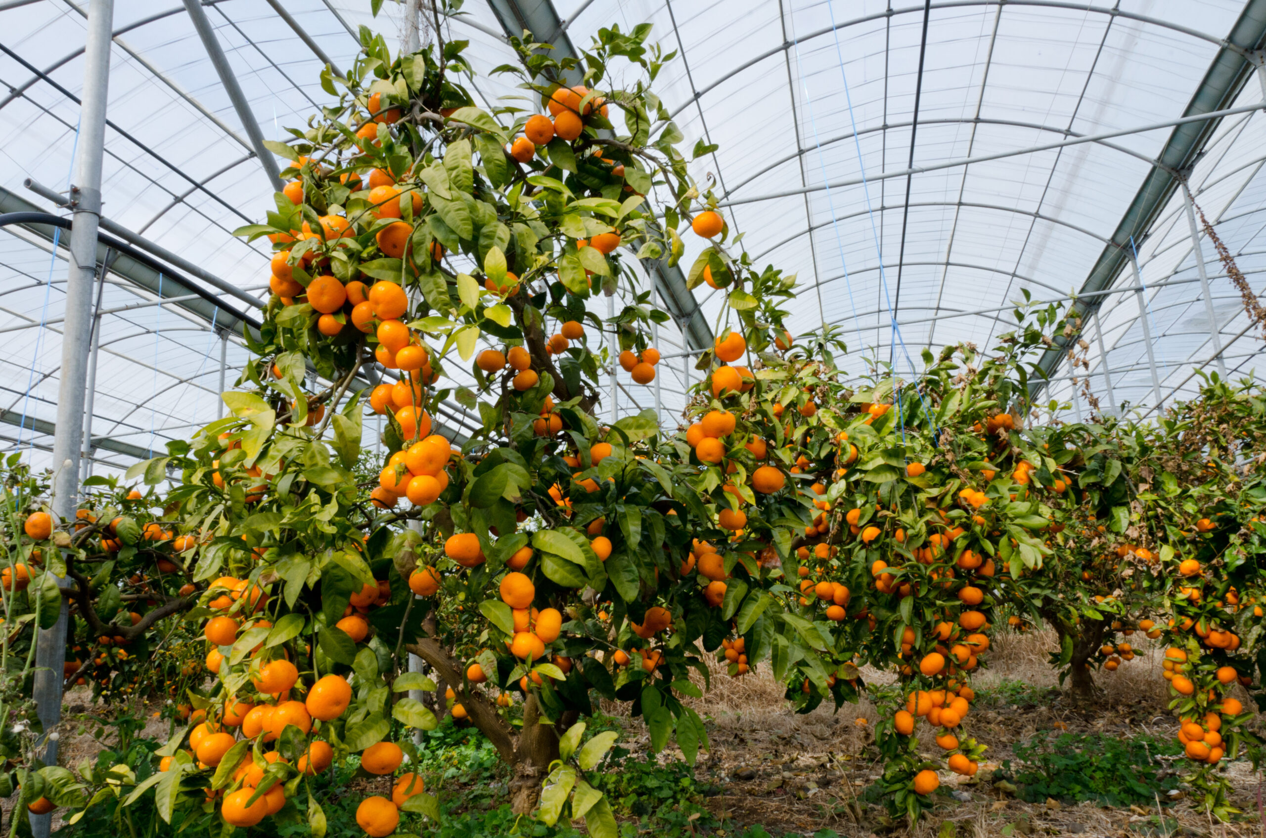 Kak-vyrastit-yekzoticheskie-frukty-v-teplice-scaled